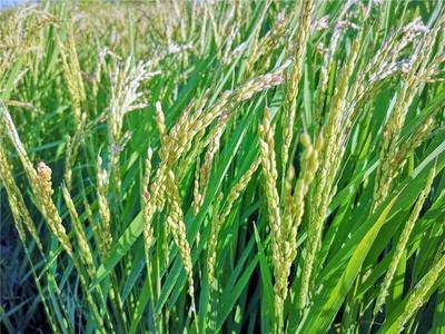 春华秋实:中国农民丰收节里的兴安盟大米别有一番滋味